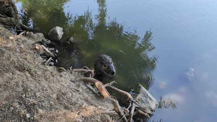 Castelnuovo. Rifiuti e nutrie nel lago al parco Rio Gamberi «Degrado inaccettabile»
