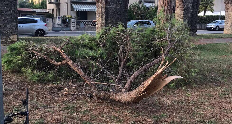 Cade ramo di pino, spavento ai giardini di Don Bosco