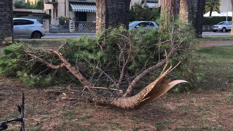 Cade ramo di pino, spavento ai giardini di Don Bosco