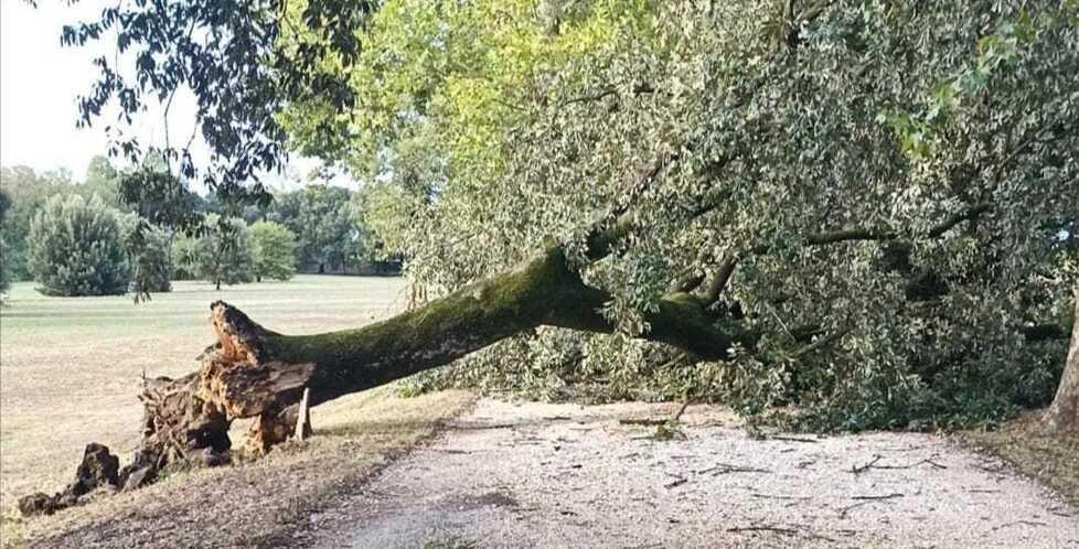 Cascine e Bargo chiusi: alberi ancora pericolanti 