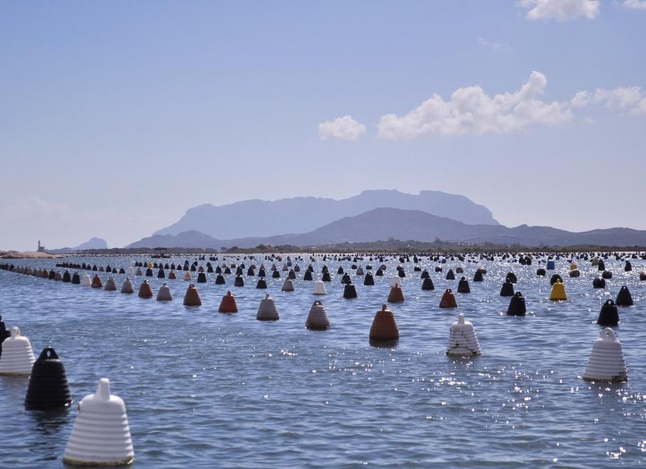 Olbia, moria di cozze: si teme che i risarcimenti non arrivino&nbsp;