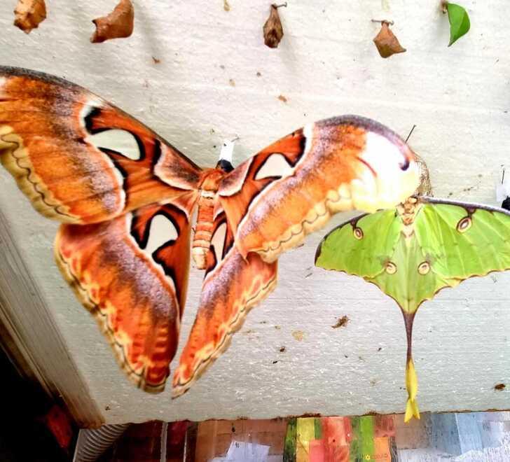 Olmedo, il ladro pentito restituisce due falene rubate alla Butterfly House 