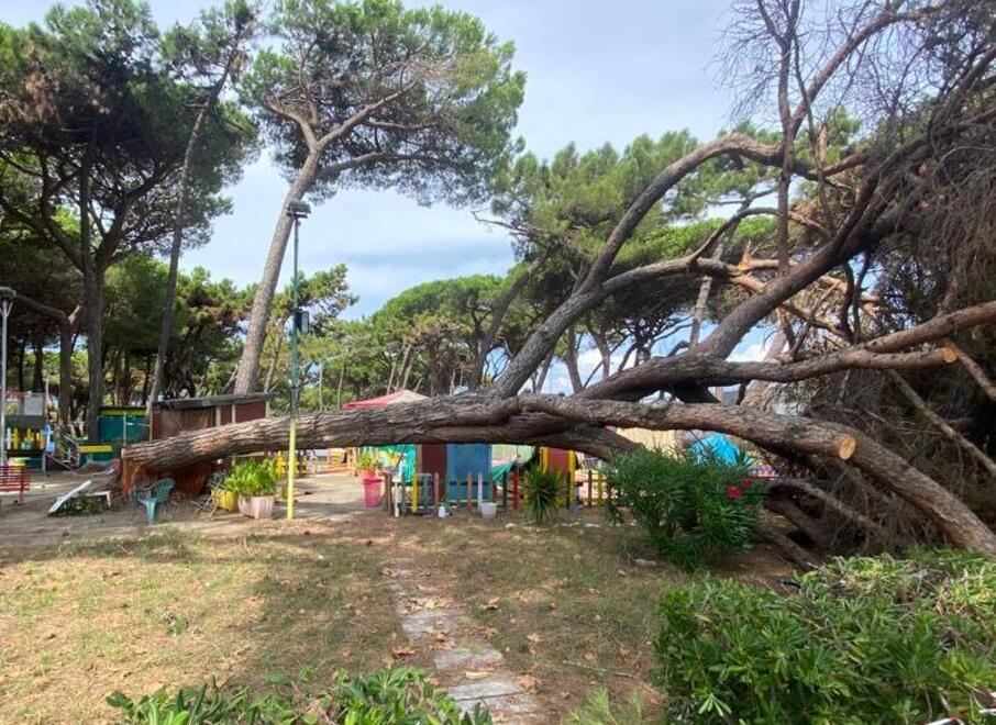 Uno dei maxi-pini caduti nel parco giochi Paradiso tra viale Galilei e viale Colombo a Marina