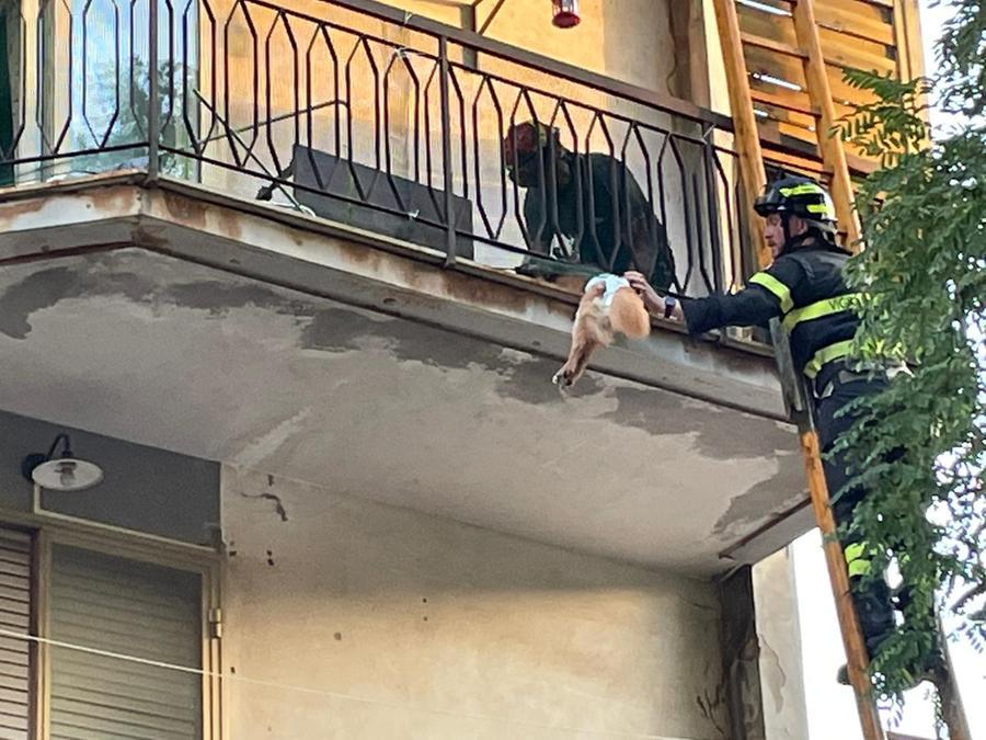 
	L'intervento dei vigili del fuoco per liberare l'animale (Foto Falorni/Silvi)

