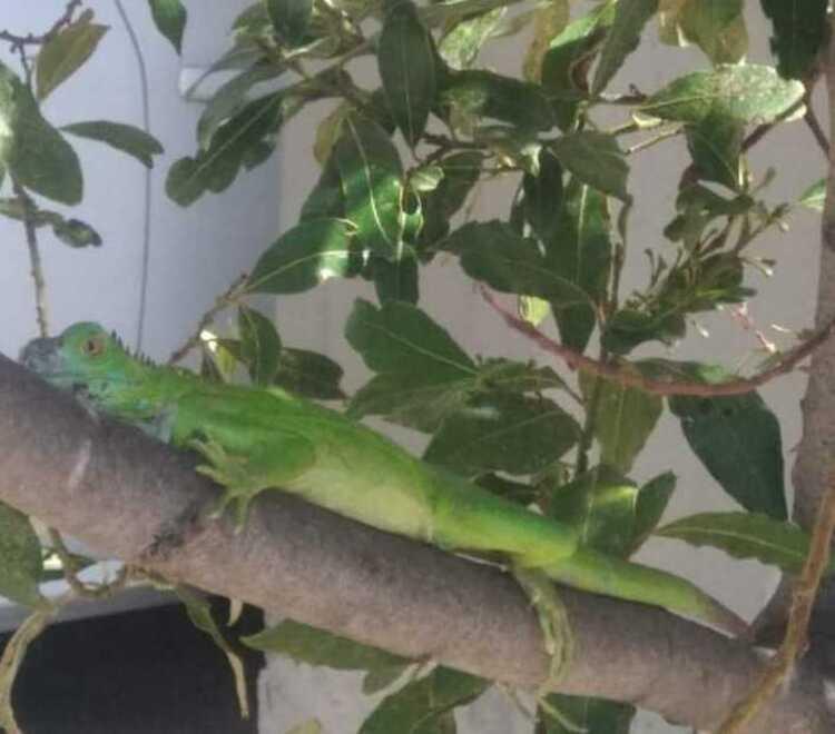 L’iguana di Gorarella c’è, non è una bufala: i tentativi di recupero 