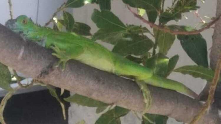L’iguana di Gorarella c’è, non è una bufala: i tentativi di recupero