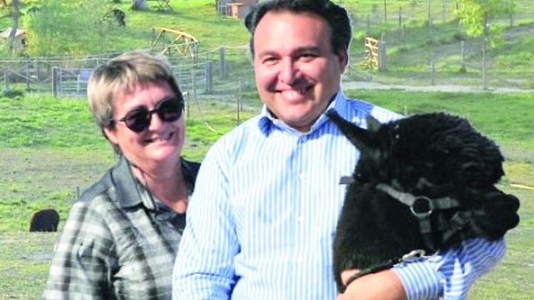 Allevamento di alpaca a fuoco nell’incendio, parte la raccolta fondi