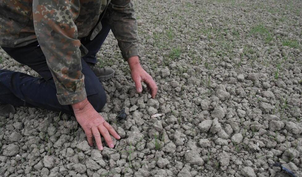 Campiglia, la scure della siccità sulle colture: «Situazione grave mai come quest’anno» 