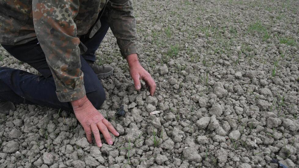 Campiglia, la scure della siccità sulle colture: «Situazione grave mai come quest’anno»