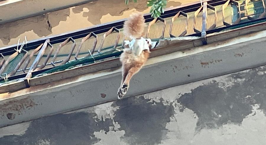 
	Il cane incastrato nella ringhiera di un terrazzo a Cecina: si vede la rete di protezione di verde a cui fa riferimento la padrona nella spiegazione relativamente a quanto accaduto (Foto Falorni/Silvi)

