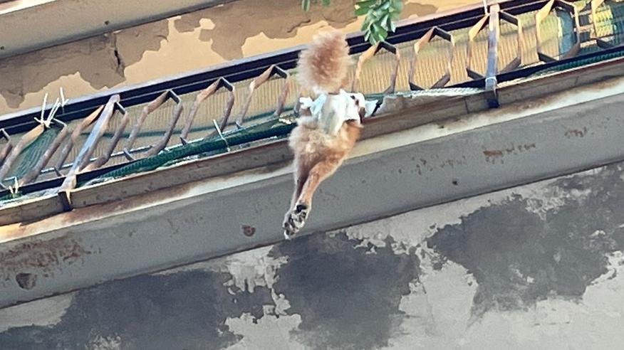 Il cane incastrato nella ringhiera di un terrazzo a Cecina: si vede la rete di protezione di verde a cui fa riferimento la padrona nella spiegazione relativamente a quanto accaduto (Foto Falorni/Silvi)