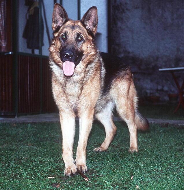 Albareto, cane morto in un cortile «L’hanno avvelenato»