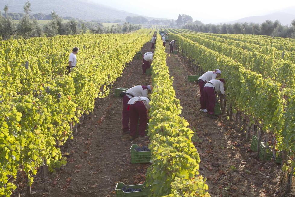 La vendemmia di Bolgheri gioca d’anticipo: «Sarà un prodotto di qualità»