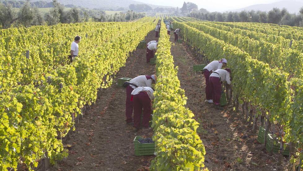 La vendemmia di Bolgheri gioca d’anticipo: «Sarà un prodotto di qualità»