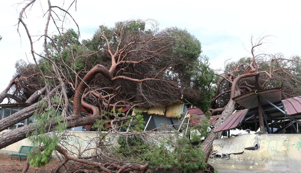Maltempo, report sugli alberi e un progetto per la rete fognaria