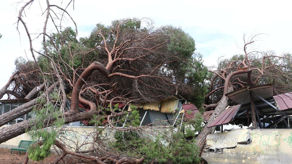 Maltempo, report sugli alberi e un progetto per la rete fognaria