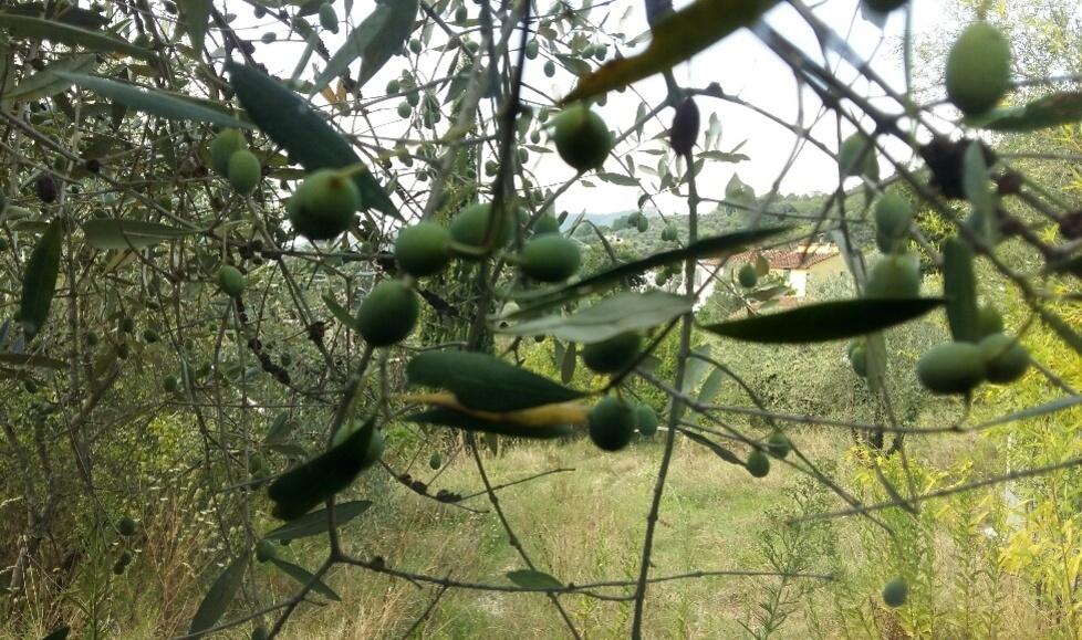 Olio in Lucchesia, non sarà l’orrore del 2021 ma lontani dagli anni migliori 