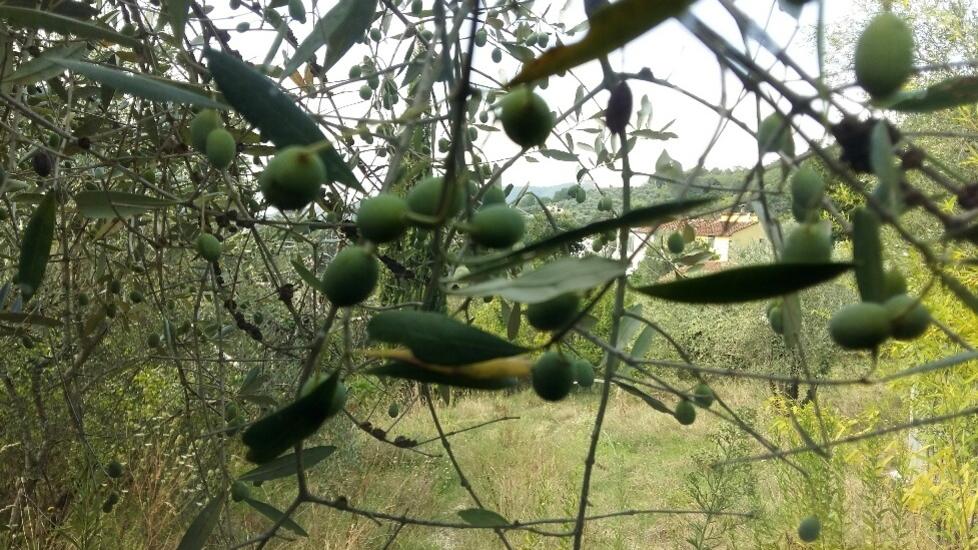 Olio in Lucchesia, non sarà l’orrore del 2021 ma lontani dagli anni migliori