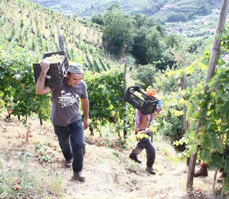 Candia, quest’anno la vendemmia gioca d’anticipo con i vermentini