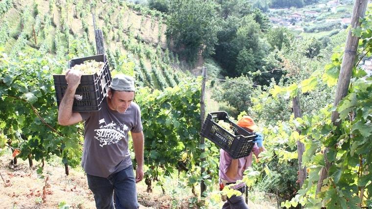 Candia, quest’anno la vendemmia gioca d’anticipo con i vermentini