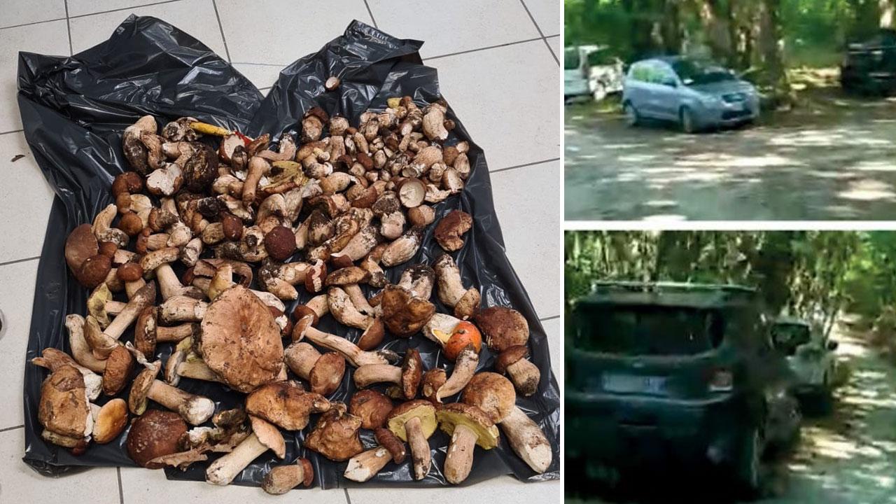 Maremma, raid dei predatori del porcino: fioccano le multe e i sequestri 