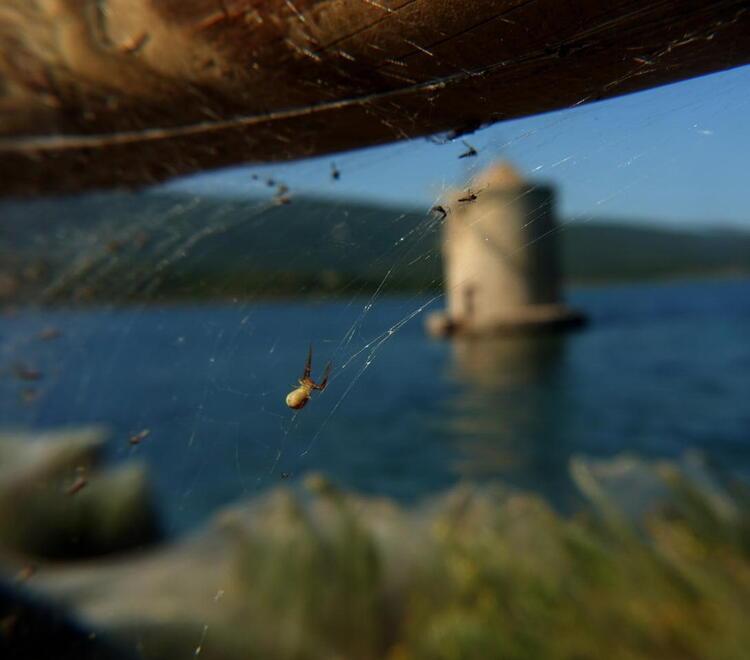 Un esemplare di ragno che ha “invaso” la laguna (foto Enzo Russo)