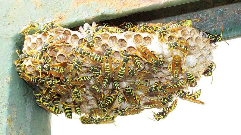 Trenta persone punte da uno sciame di vespe a Schignano