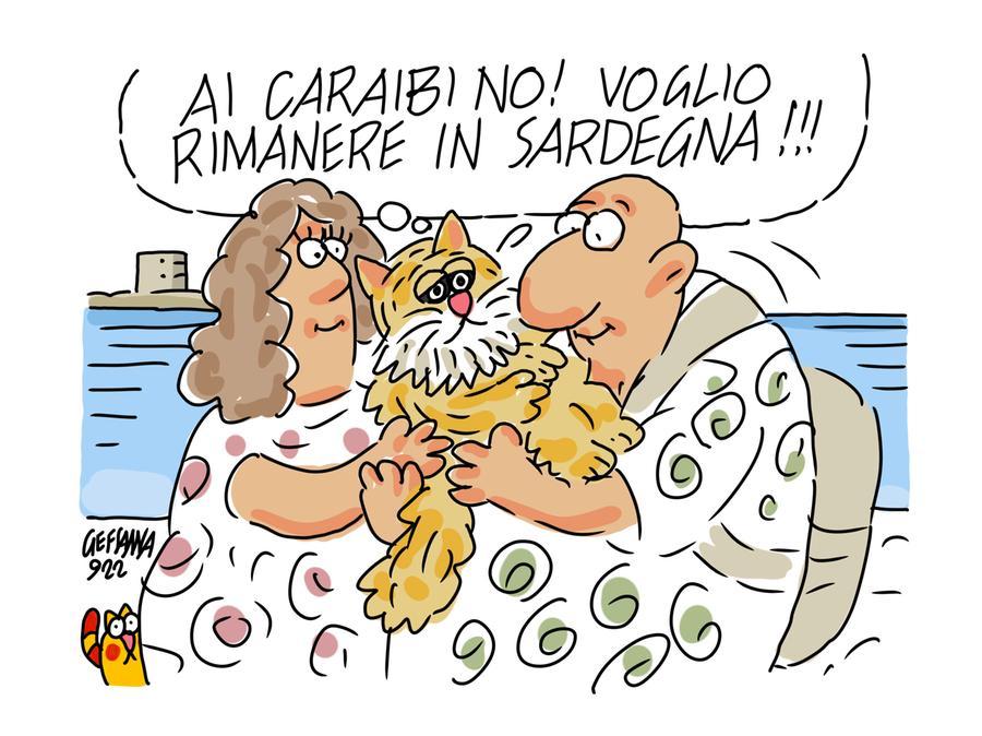 Gatto smarrito a Stintino: A-mici lo ritrova e i padroni tornano dai Caraibi per riprenderlo