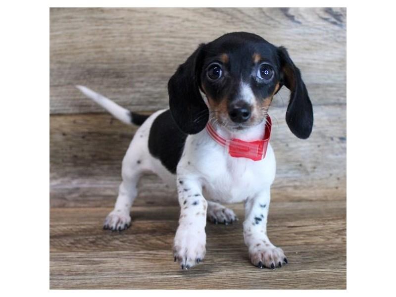 
	Il bassotto tedesco nano di 4 mesi al centro del "caso"

