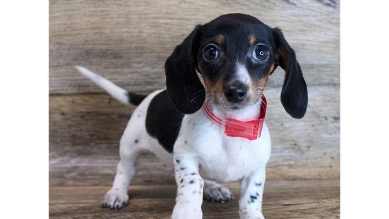 Il bassotto tedesco nano di 4 mesi al centro del "caso"