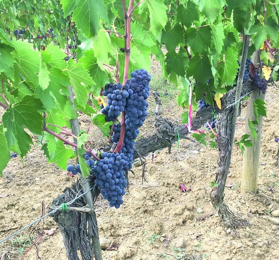 «Sconfitto il Mal dell'Esca»: ecco un composto contro la più diffusa malattia della vite&nbsp;