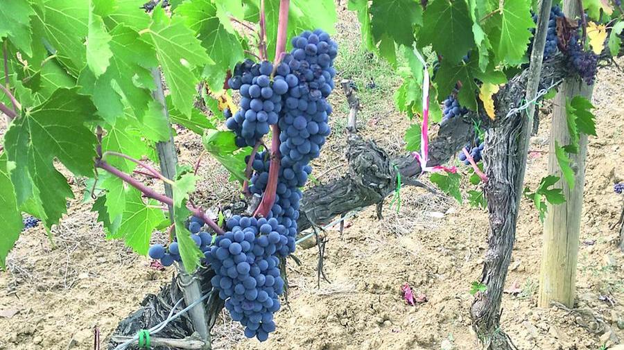 «Sconfitto il Mal dell'Esca»: ecco un composto contro la più diffusa malattia della vite 