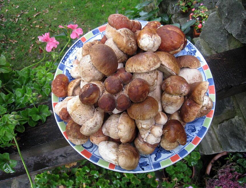 Maxi sequestro di funghi