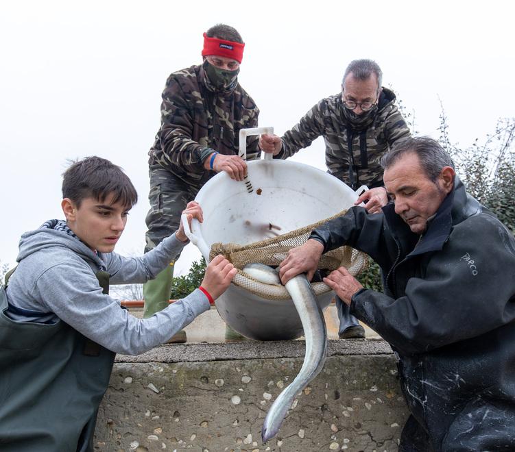 Anguille a rischio, un piano per cercare di tutelare la specie 