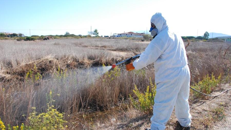 Oristano, al via la disinfestazione contro il virus della Febbre del Nilo