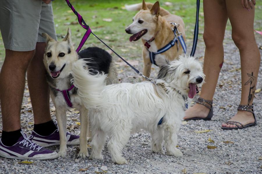 Iniziative, aperitivi e sfilate: settembre di feste per Fido