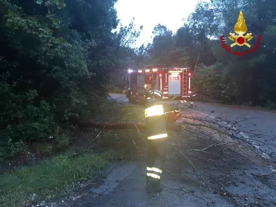 Forte temporale a Livorno, alberi giù e tegole cadute. Scatta il piano di emergenza