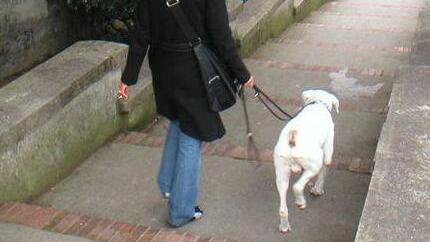 Portomaggiore. Dopo un morso mortale il cane va in quarantena