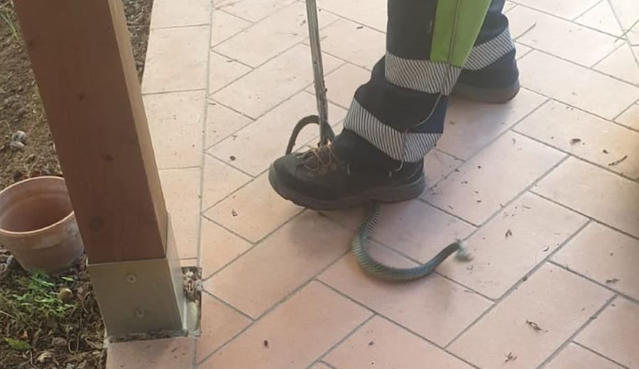 
	Il biacco salvato in via Roma

