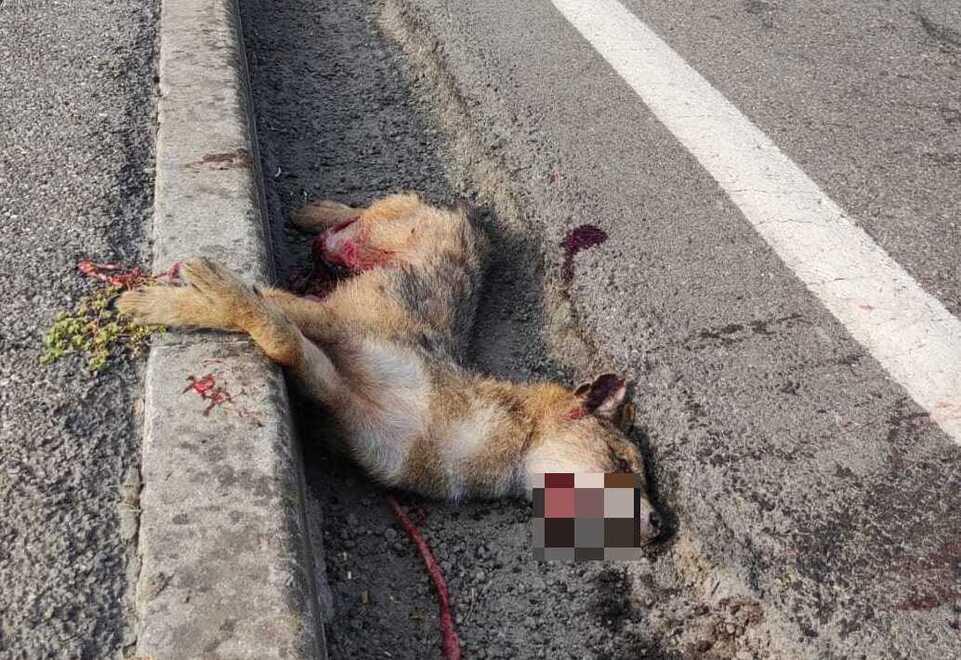 Brescello: trovato investito uno sciacallo dorato