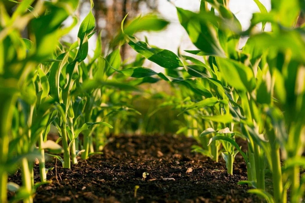 Agricoltura biologica contro la crisi