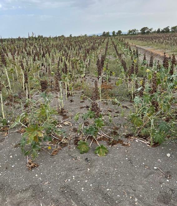 La Sardegna diventa un laboratorio per la produzione di biocarburanti