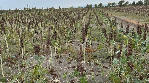 La Sardegna diventa un laboratorio per la produzione di biocarburanti