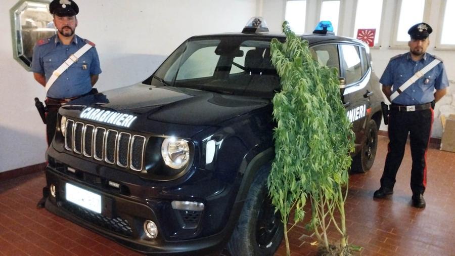 Livorno, coltivavano marijuana nel podere: arrestati tre livornesi
