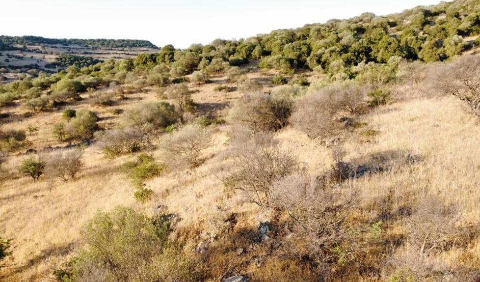 Il fungo arrivato dall’Australia minaccia migliaia di olivastri