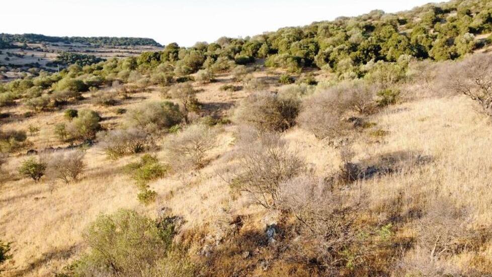 Il fungo arrivato dall’Australia minaccia migliaia di olivastri