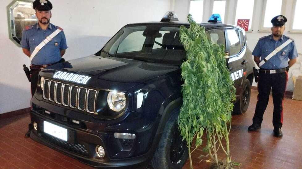 Le piante sono state trovate in un podere di via delle Gore, alle porte della città
