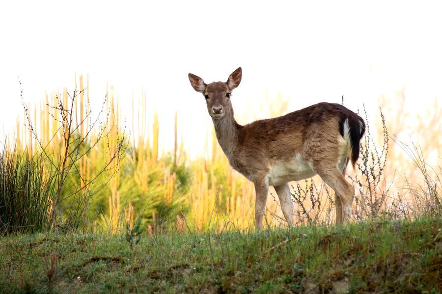 Quante mancanze nella gestione dei daini
