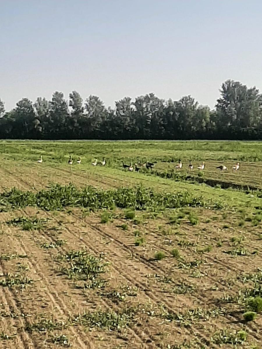 Gibertoni (Gruppo Misto): “Le oche selvatiche nel Mezzano non devono essere abbattute”