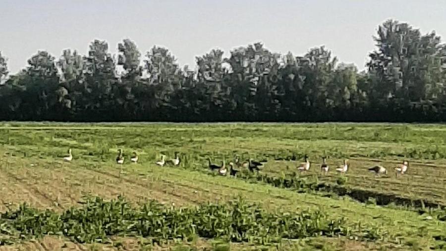 Gibertoni (Gruppo Misto): “Le oche selvatiche nel Mezzano non devono essere abbattute”